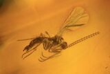 Several Fossil Flies (Diptera) In Baltic Amber #105529-3